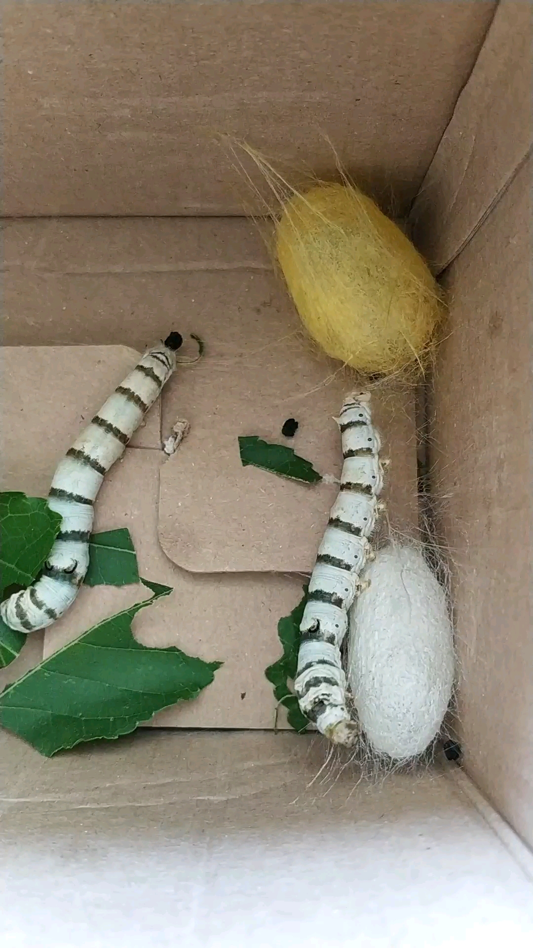 有三只蚕宝宝已经结茧了,漂亮吗?