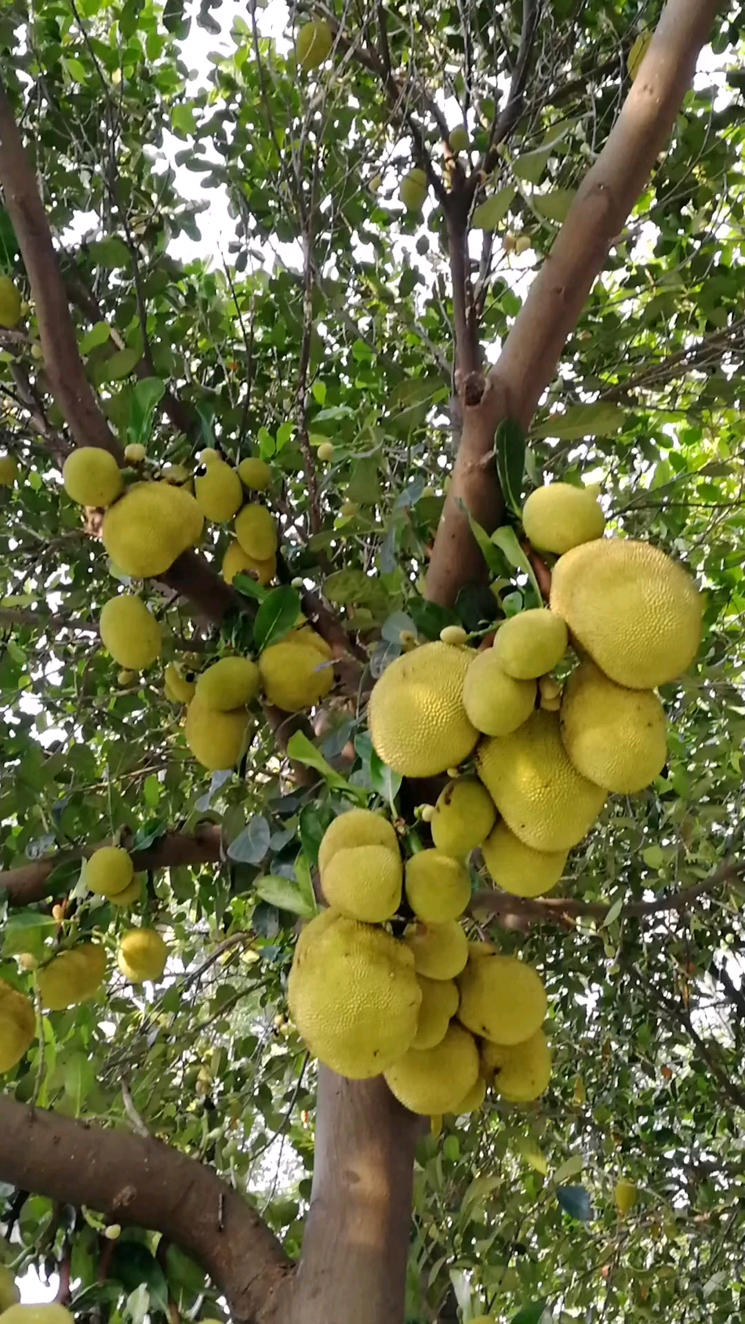 广东东莞菠萝蜜树,北方没有的,没见过的赶紧进来看