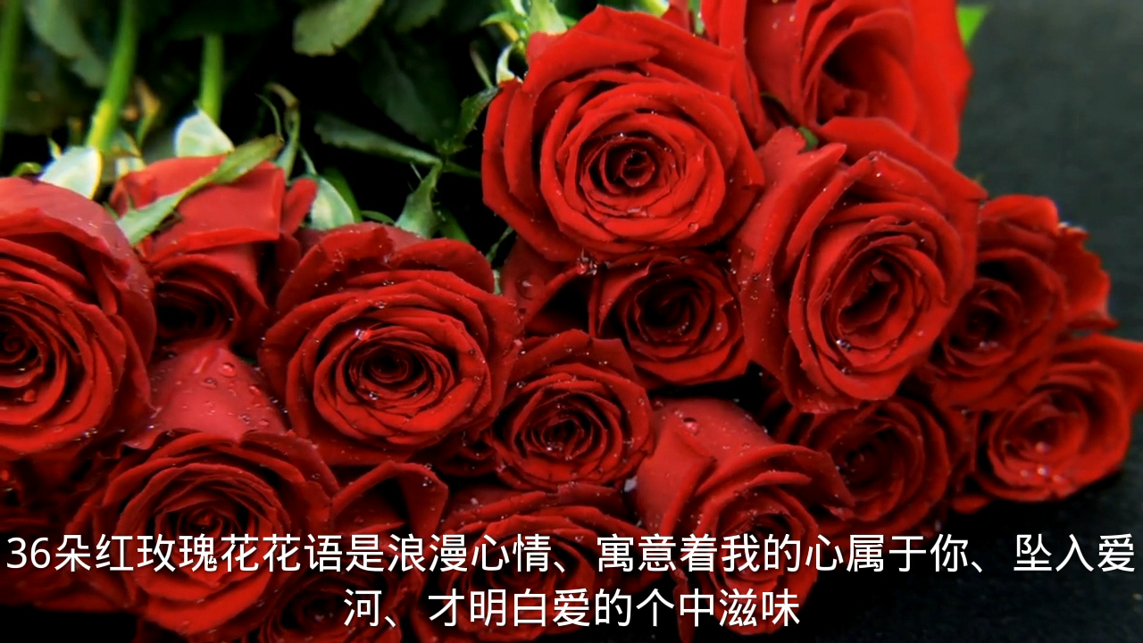 36朵红玫瑰花语与寓意