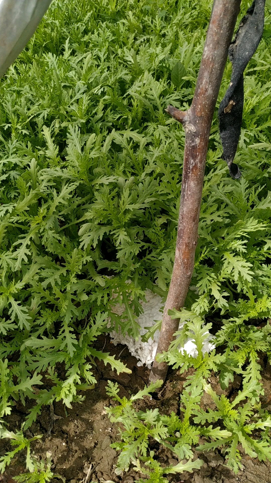 认识吗?这是大棚蔬菜茼蒿.