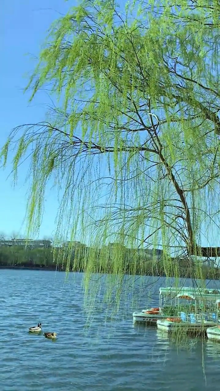 春姑娘长大了呀,秀发飘飘的,连小鸭子都喜欢她,遇见春天,风景