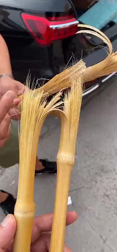 估计好多人都没见过,实心竹折断之后,就是这样的