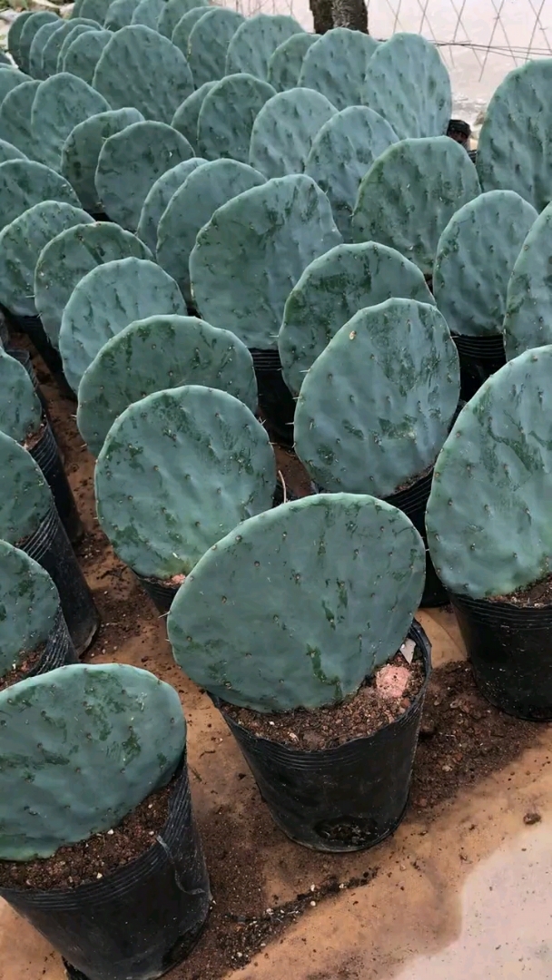 多肉植物,仙人镜