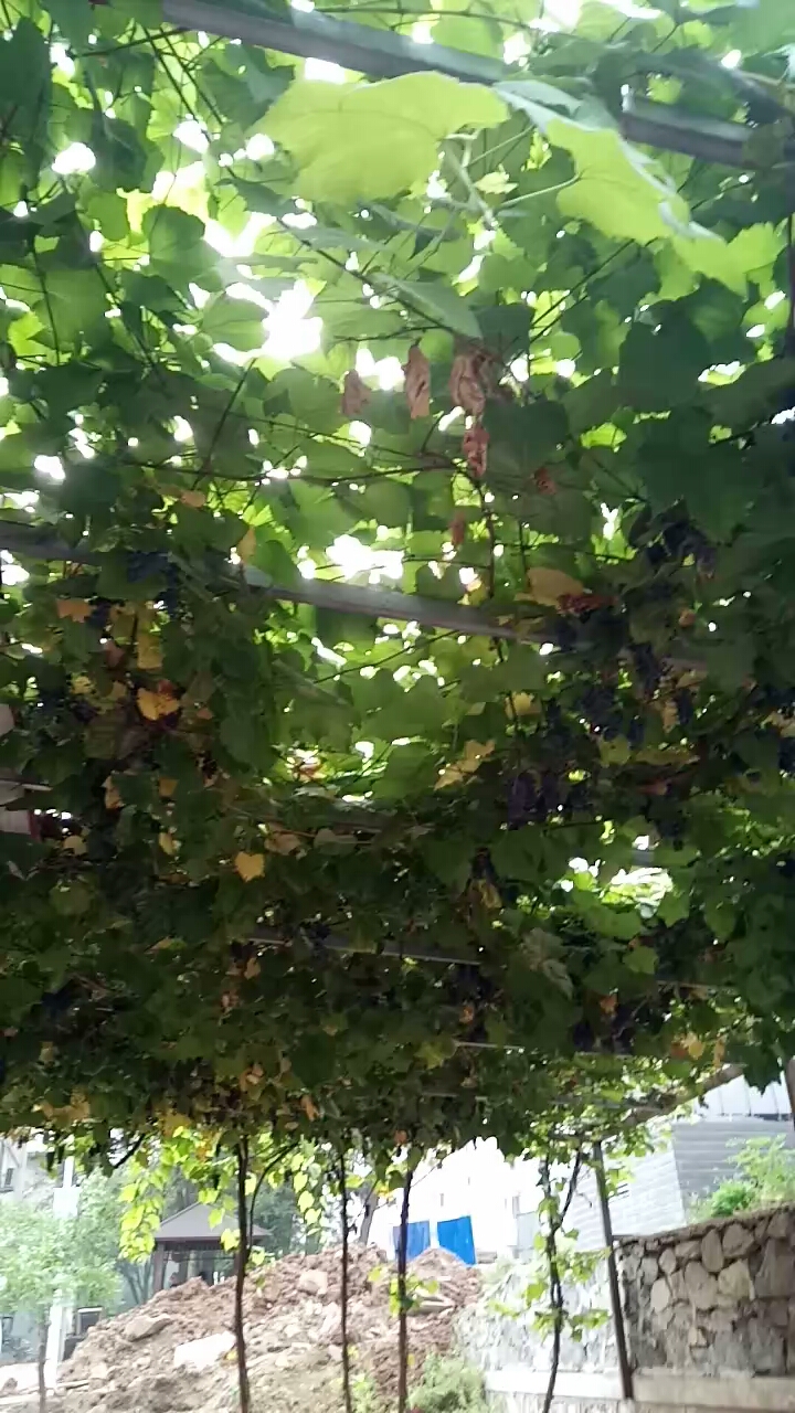 我的私藏景点#山葡萄.