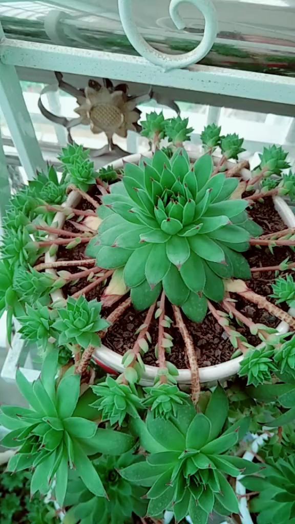 听说这是多子多孙观音莲,你们见过吗