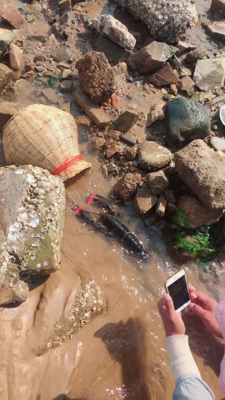 赶海主播拍段子