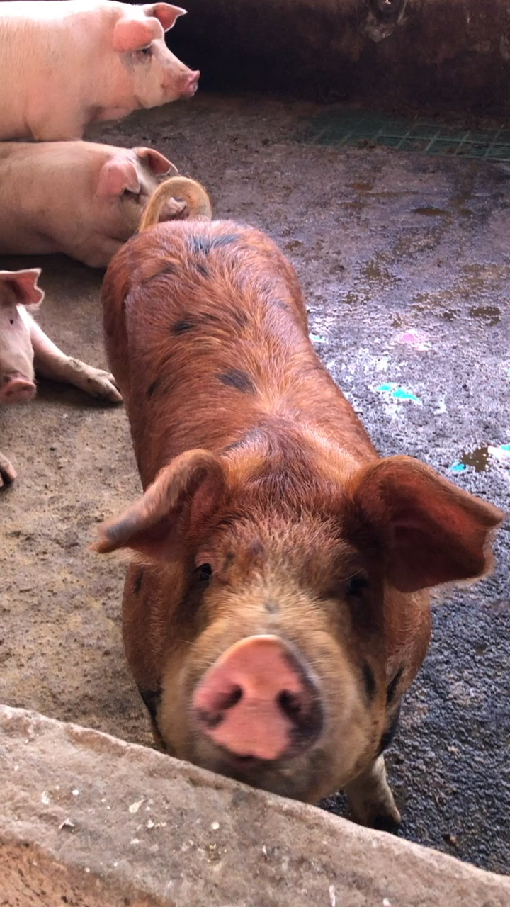 基本上所有人都吃过猪肉,但你见过活猪嘛?