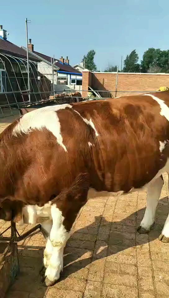 紫红花净脸母牛