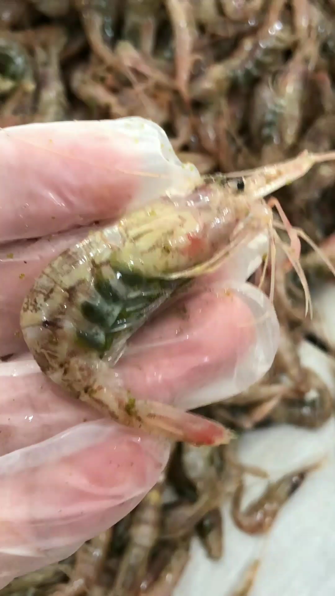 舌尖上的旅行#鲜肥度很高的红莽子