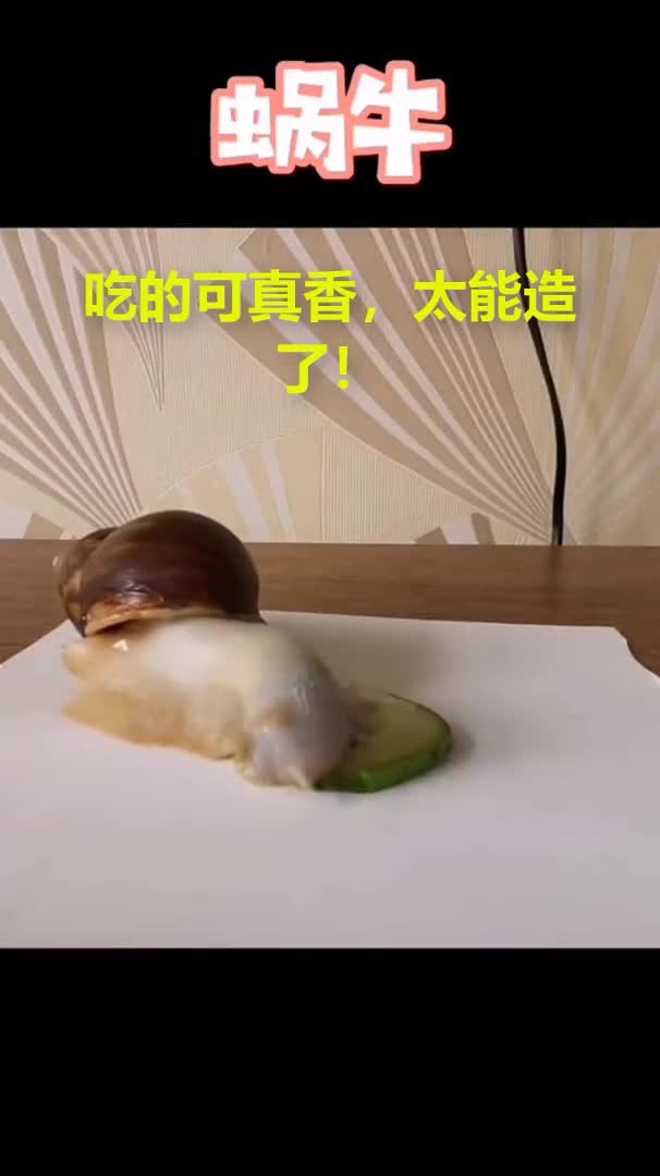 吃的可真香,太能造了!