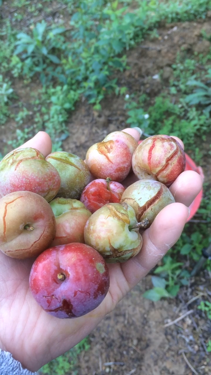 下雨天李子都裂开了