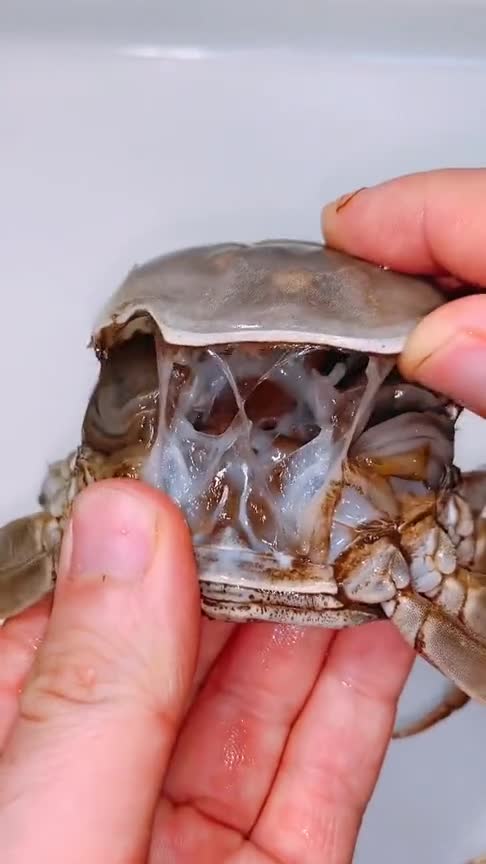 大闸蟹肚子里的发黑部位能不能吃发黑部位经过加热就是满满的蟹黄蟹膏