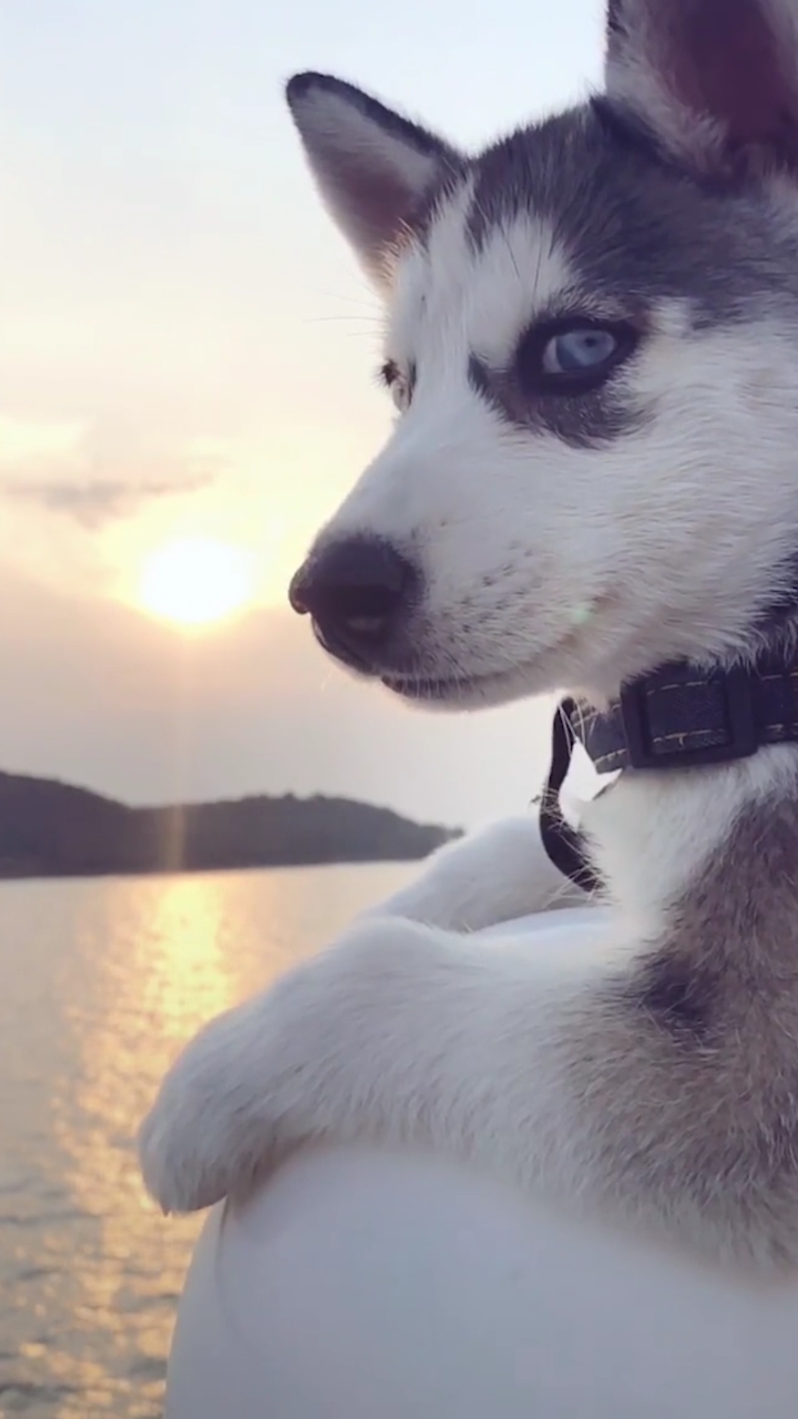 我要上热门#调整全网最帅的哈士奇