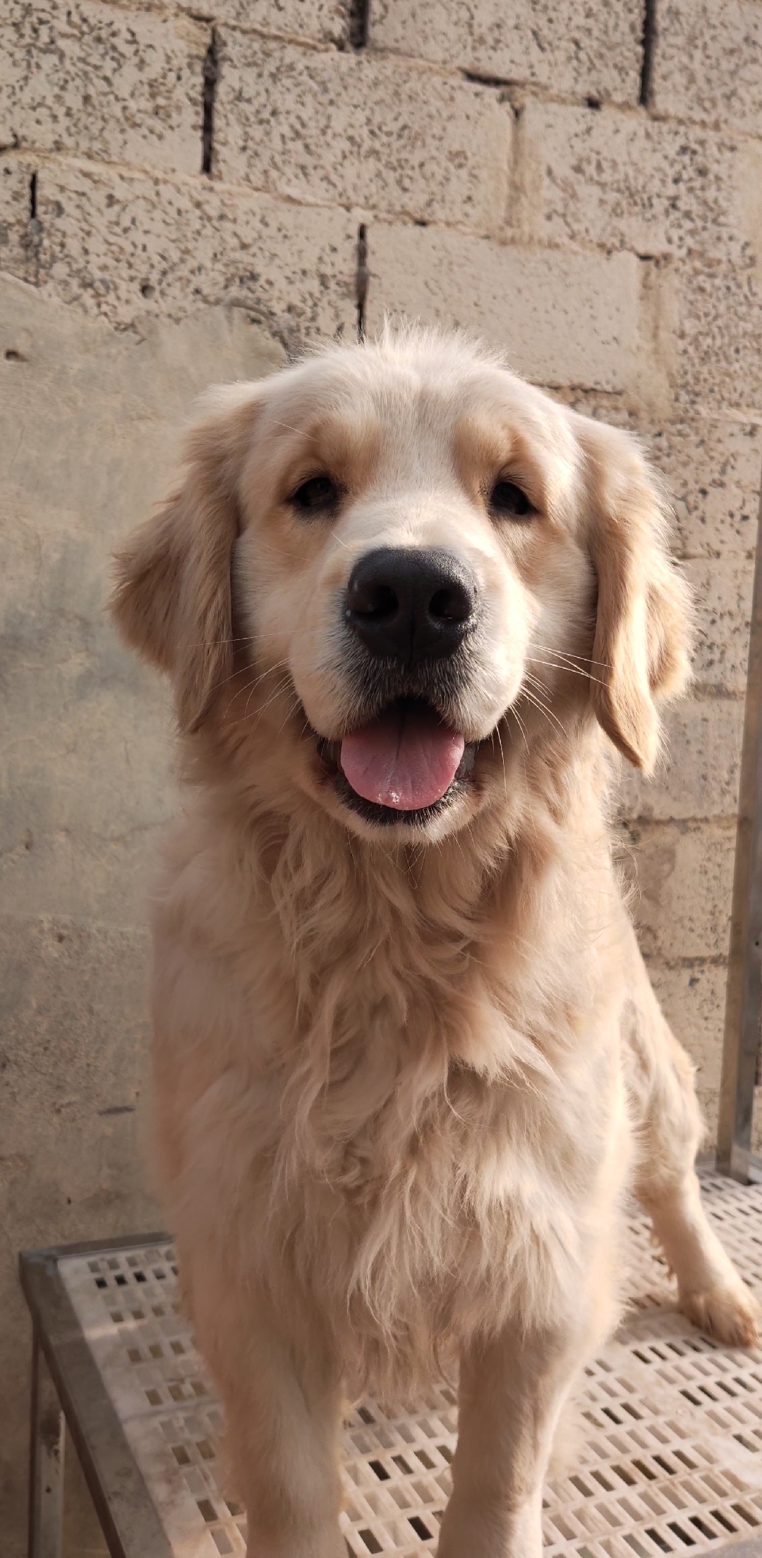 小小爱宠萌化你#可爱又懂事的大金毛