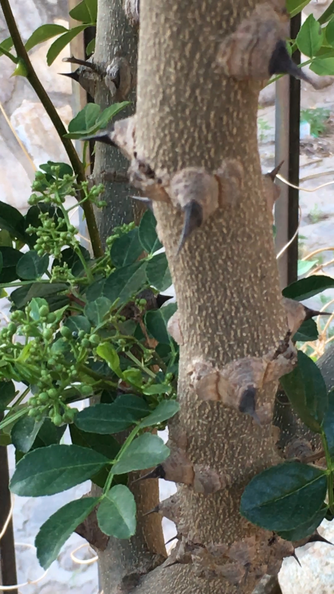 花椒树干多威武