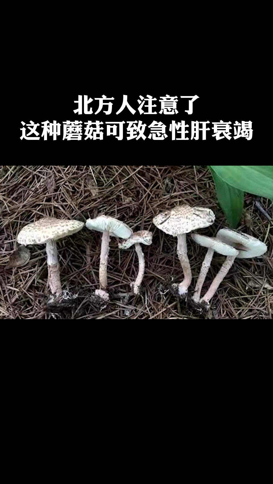 北方的朋友注意了,這種蘑菇會導致肝損傷,肝衰竭甚至死亡