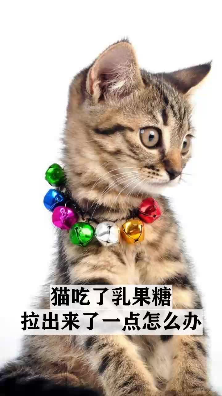 猫吃了乳果糖拉出来了一点怎么办
