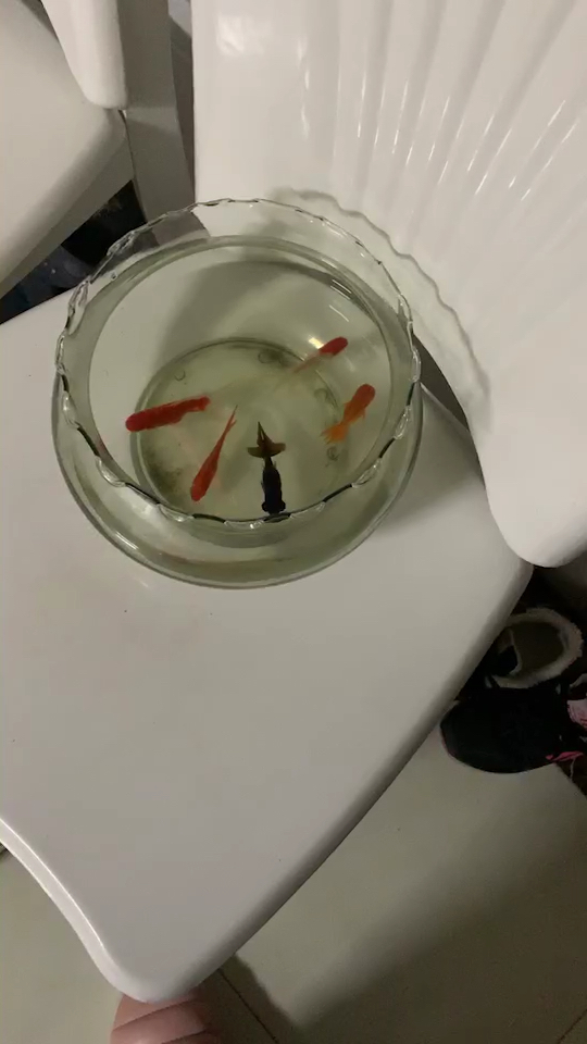 金鱼睡觉原来是这个样子的