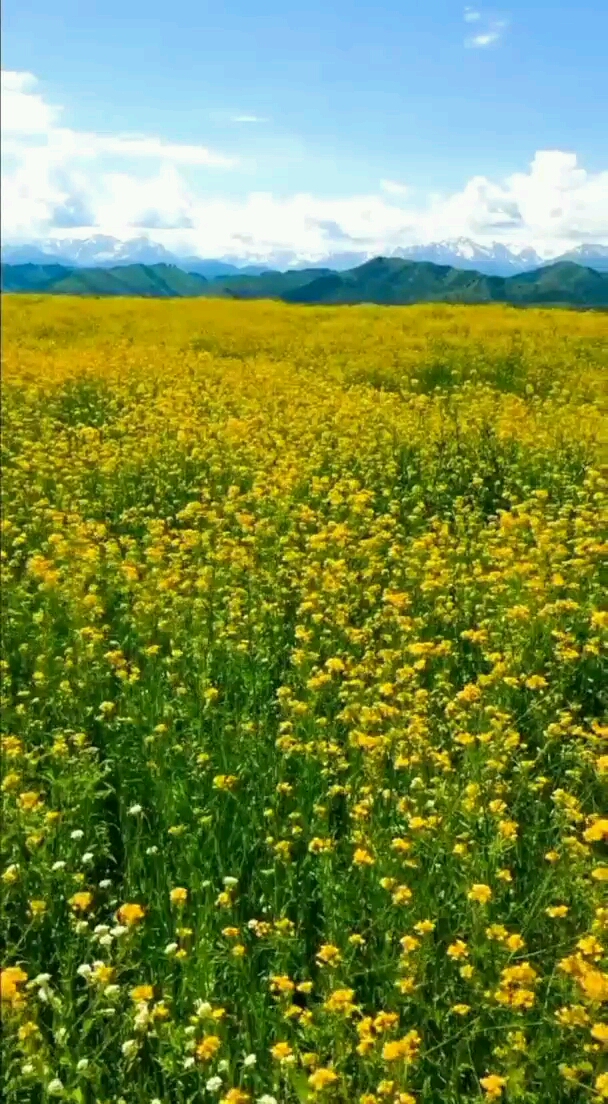 野生油菜花
