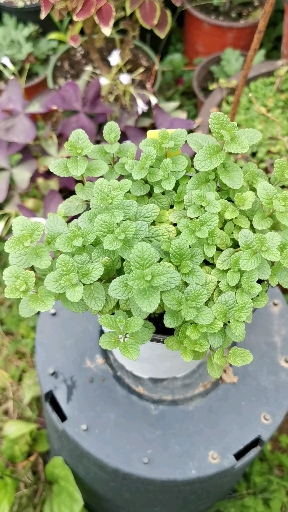 我的小花园#凤梨薄荷带菠萝味,是唇形科薄荷属大家族中的清香型成员