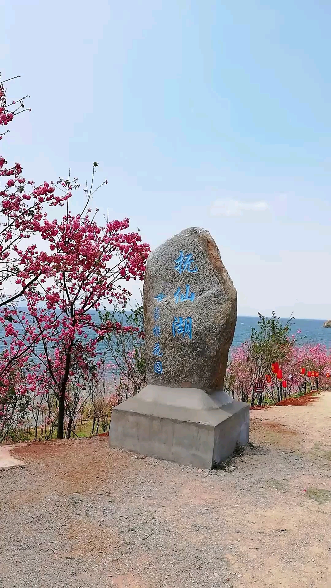 澄江樱花谷风景区图片图片