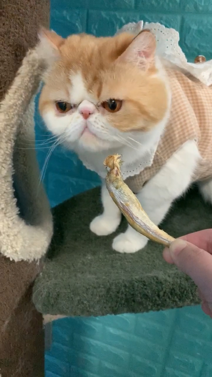 我家萌宠成精了#猫不吃鱼