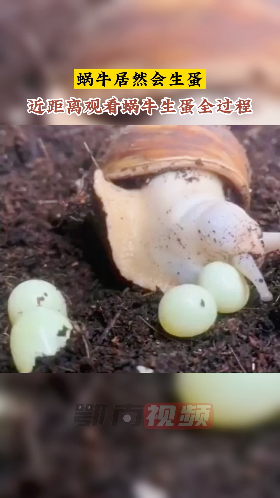 刚出生的小蜗牛图片