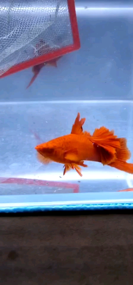 我家萌宠成精了#菊花帆,美?