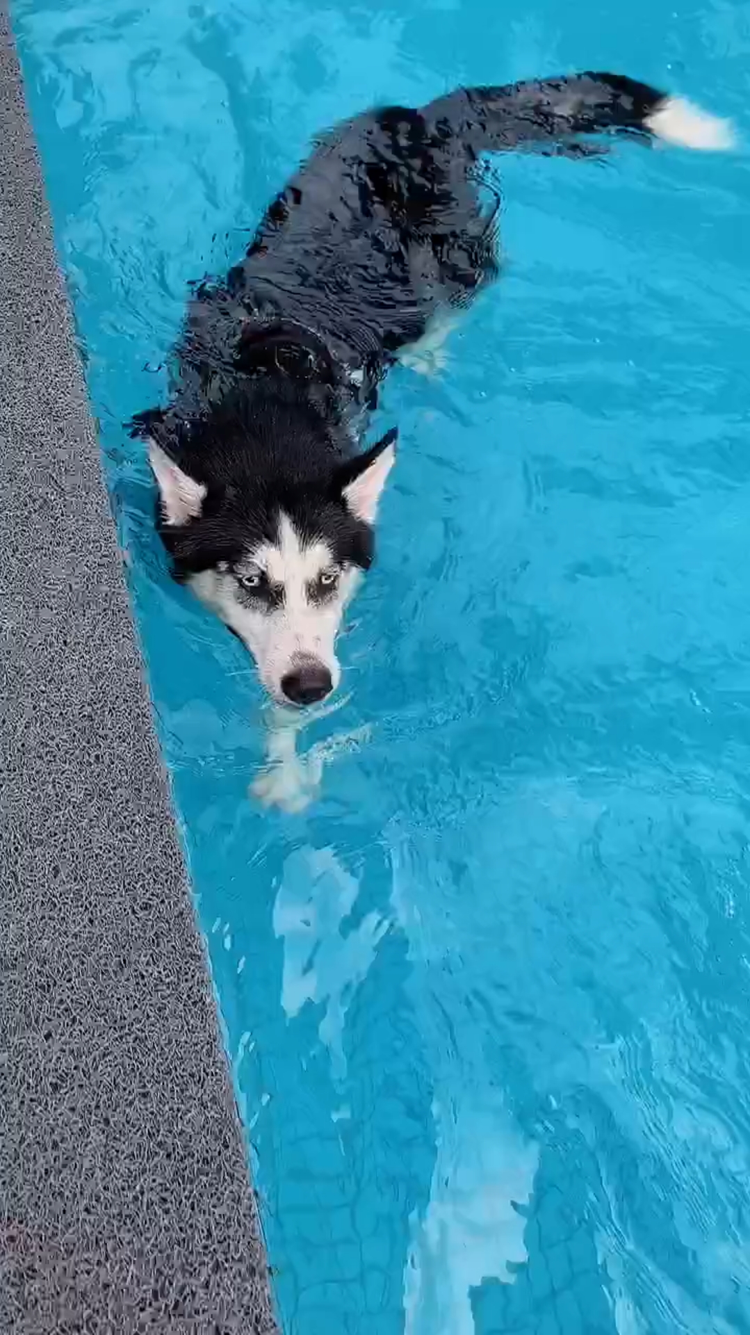 二哈第一次游泳,游得不错.