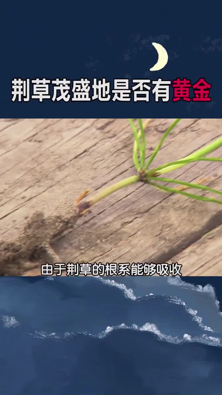 为什么荆草茂盛的地方可能有黄金呢