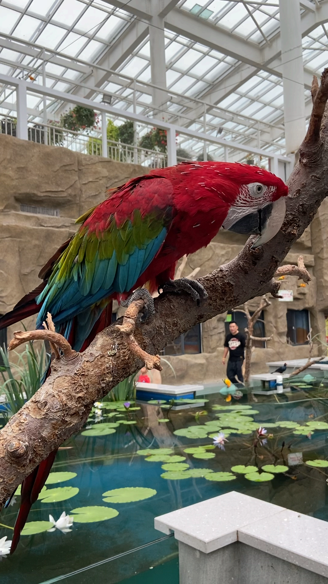 海洋公园实测iphone11录像,这只艳丽的佩奇爷爷家鹦鹉"波利",色彩满意