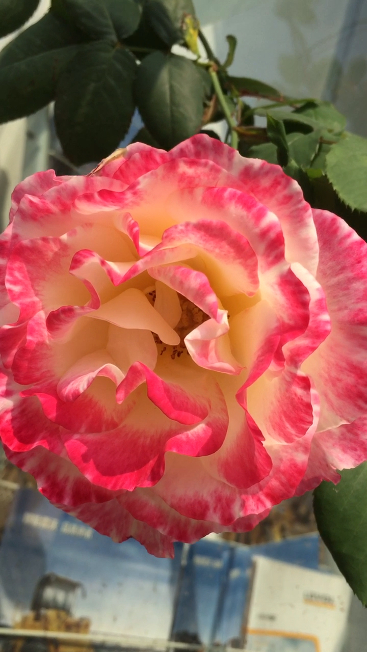 渐变色玫瑰,美不胜收