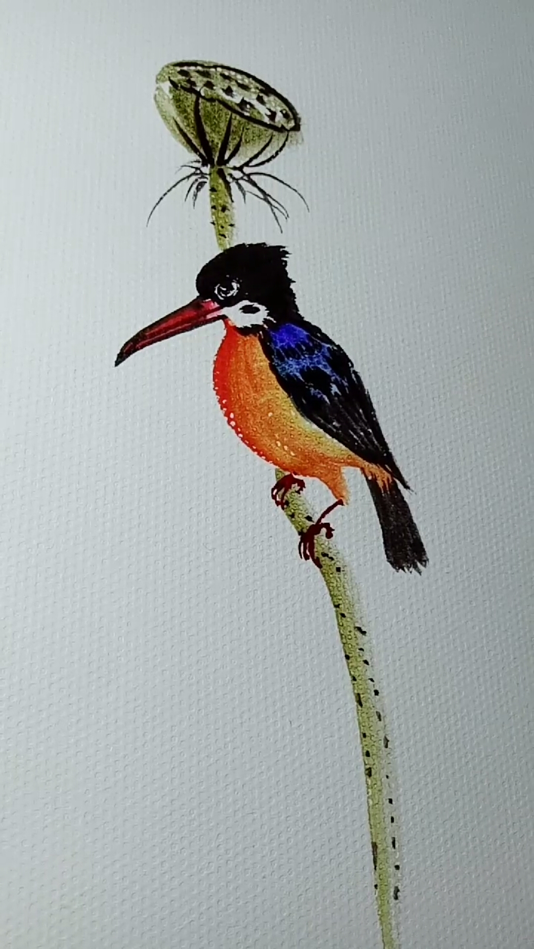 鸟的画法教程#翠鸟写意画法