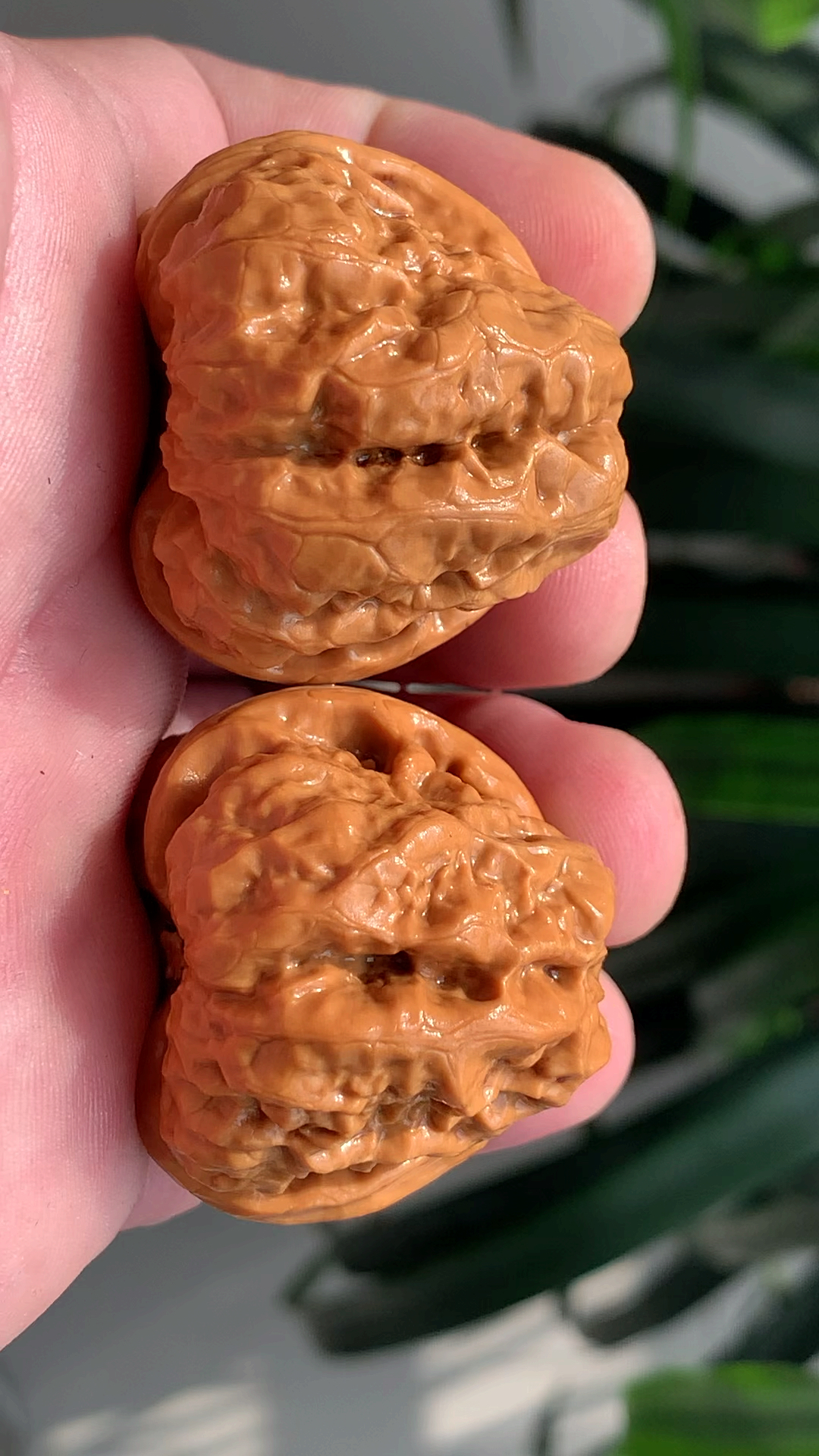 文玩核桃#蛤蟆头