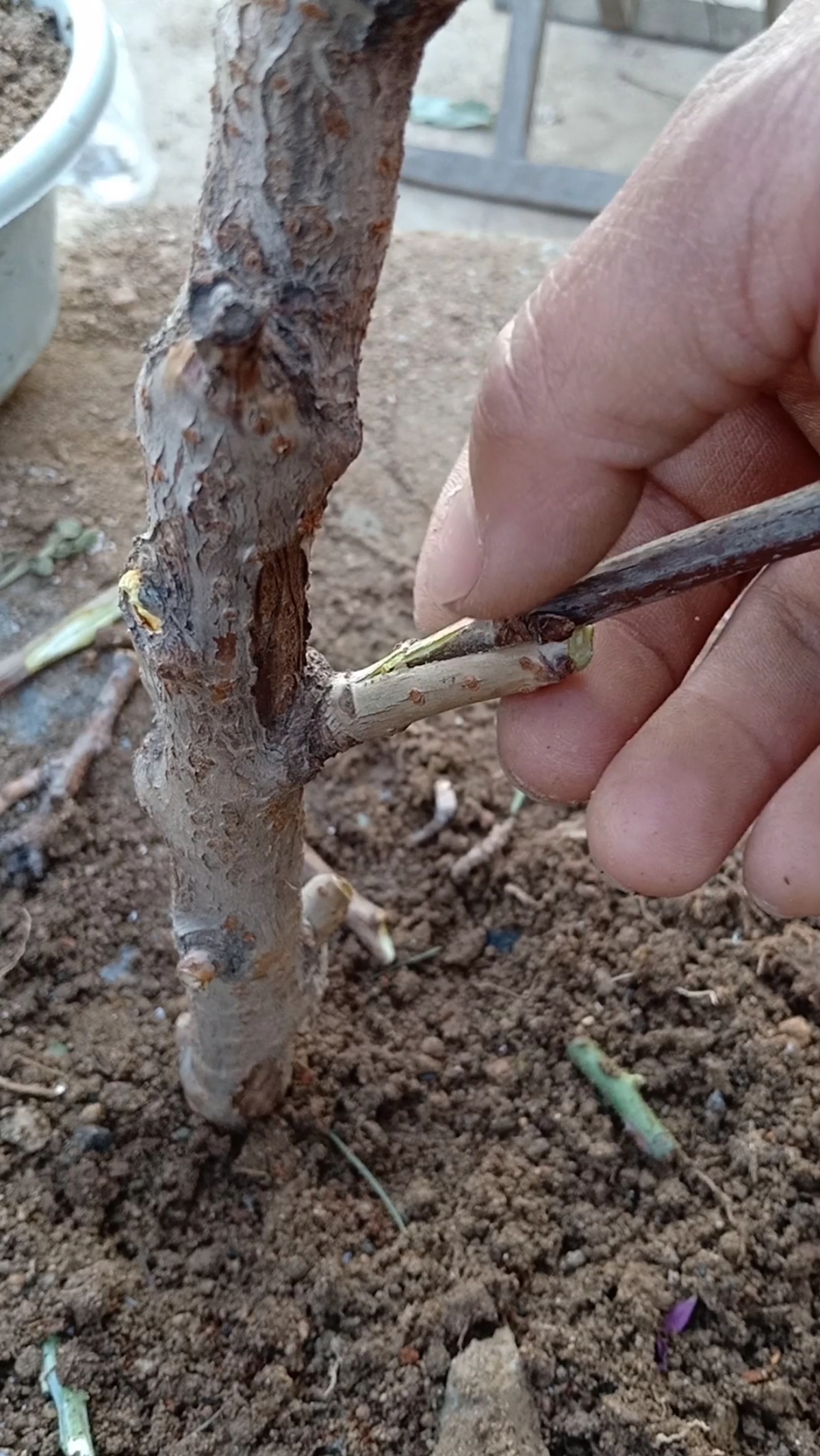 嫁接技术#劈接四季大樱珠技术,嫁接后提高产量百倍