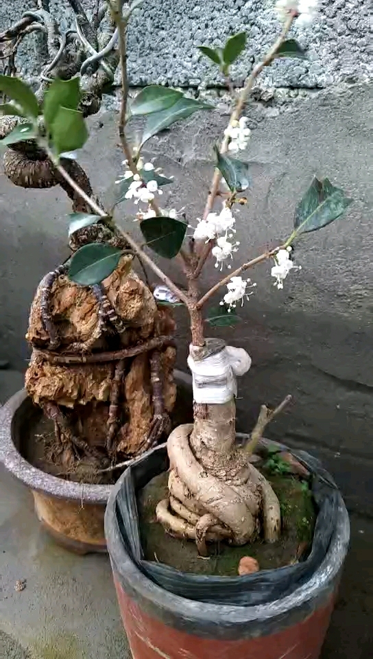 刺桂花,好像假花