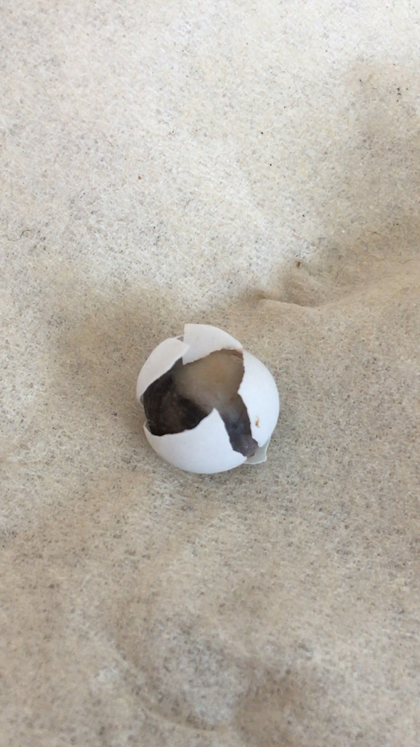 带上全民去旅行#一个掉地上的壁虎蛋,还能孵化吗