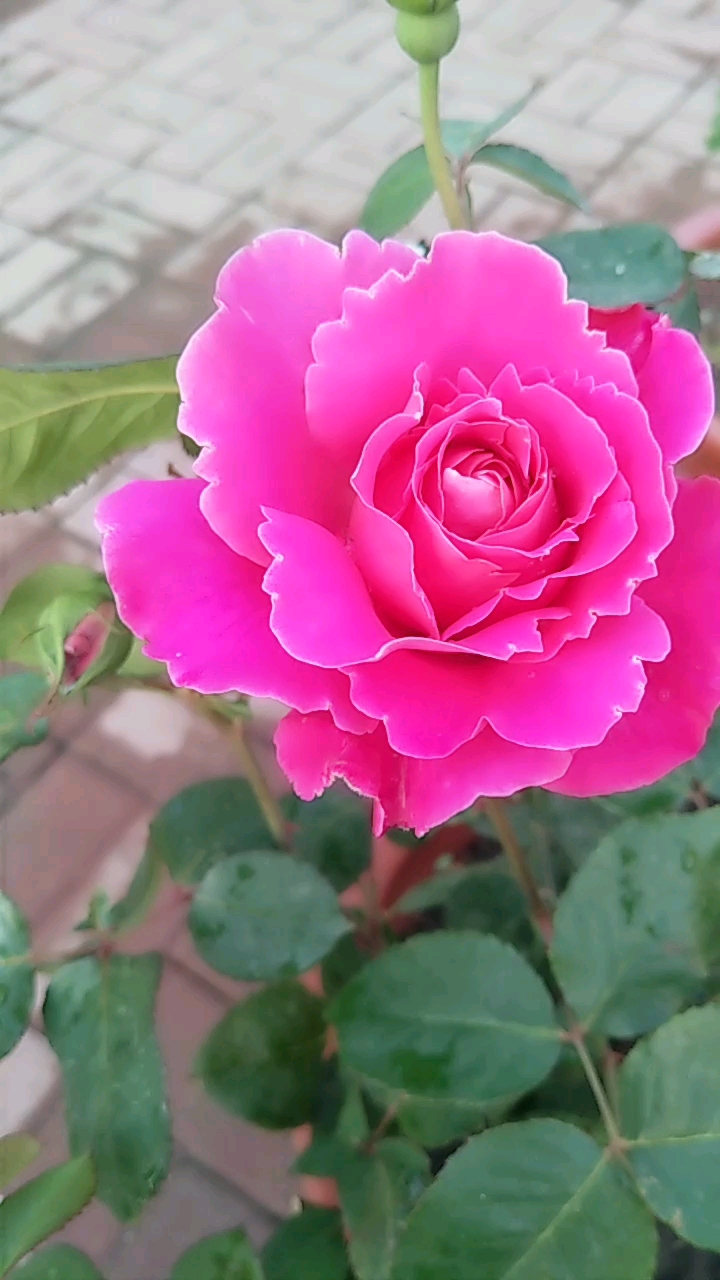 大花月季粉和平