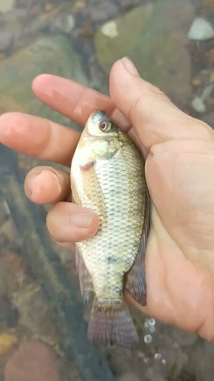 水好清啊,魚都看得到,直接用手抓.