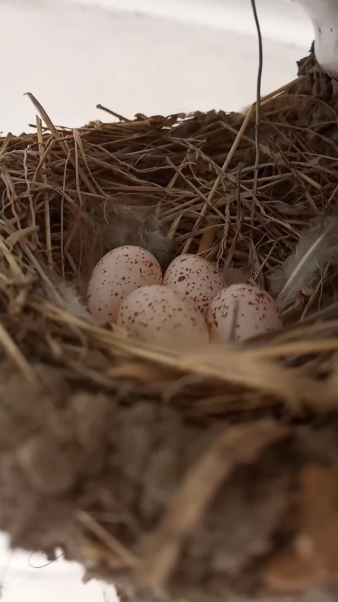 我家燕子下蛋了!恭喜!恭喜!