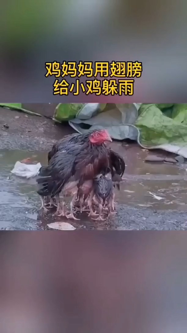 雨中护鸡图怎么画图片