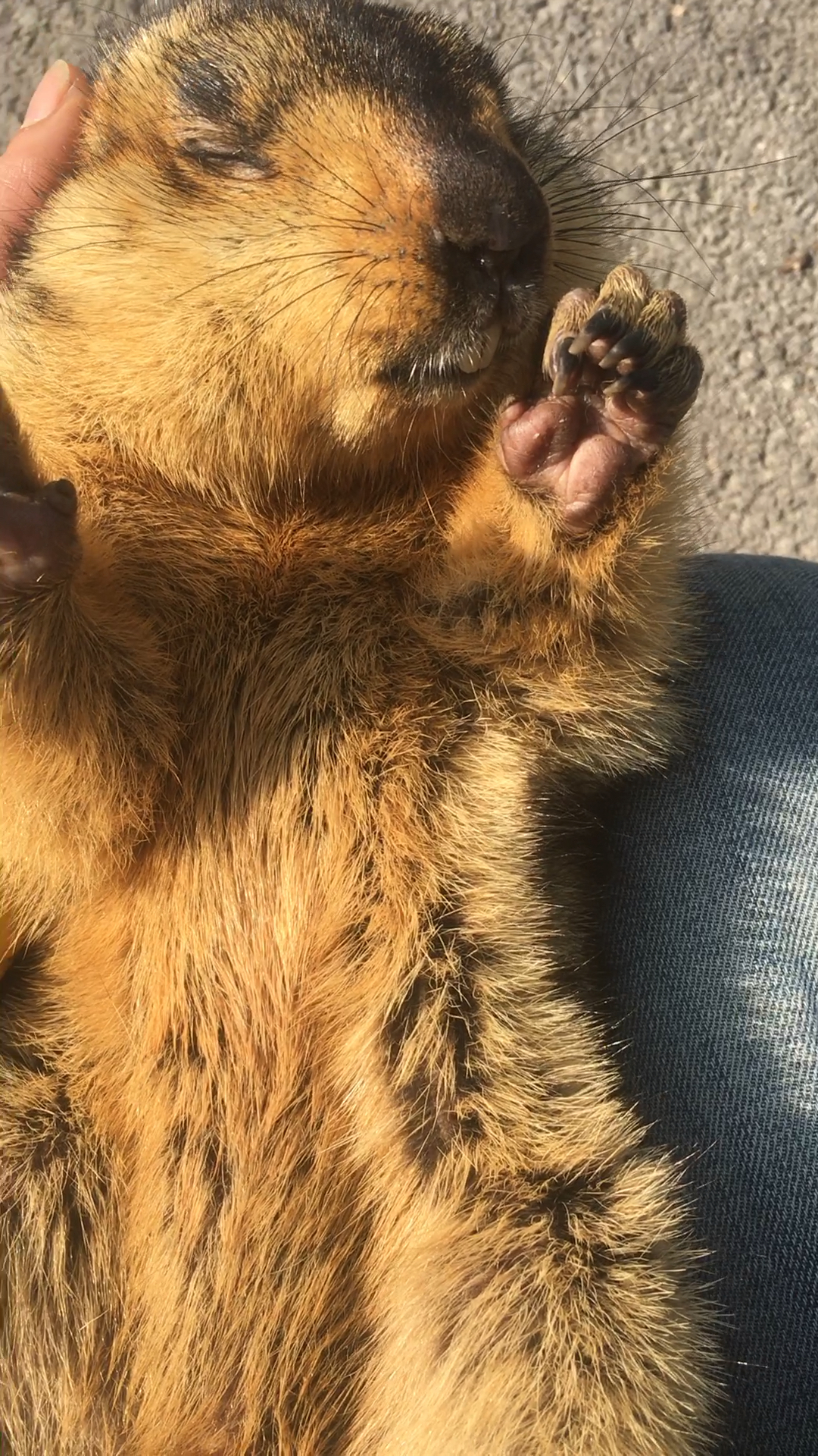 冬眠的旱獭土拨鼠