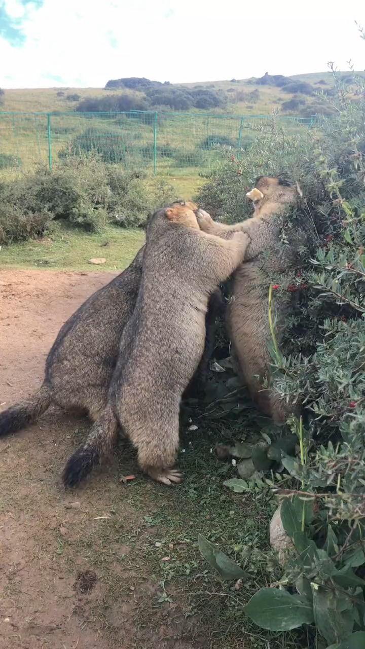 我要上热门#土拨鼠打架见过吗?