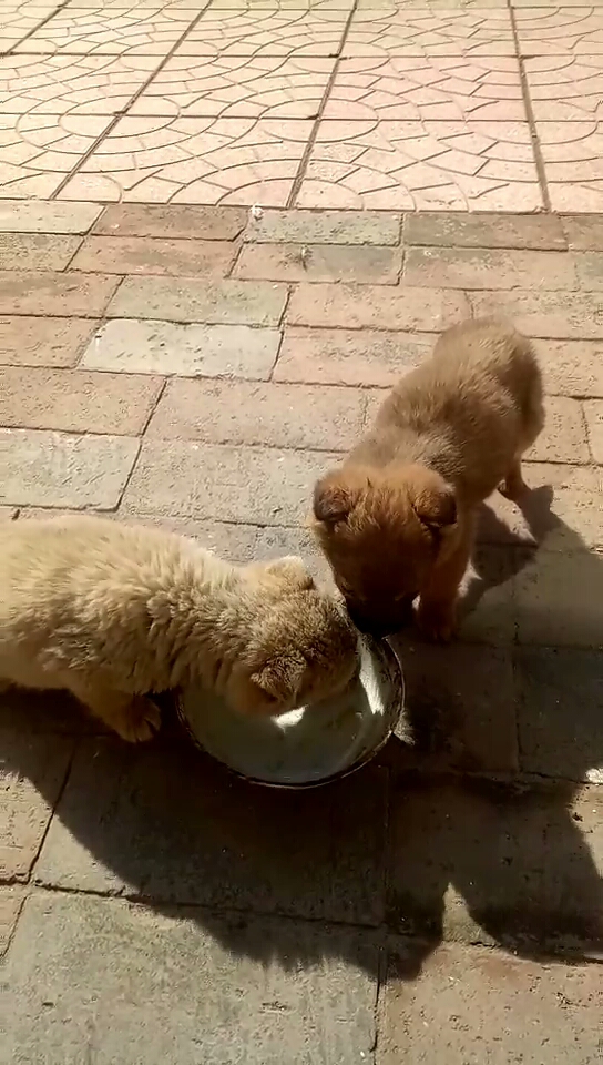 两只小奶狗抢食