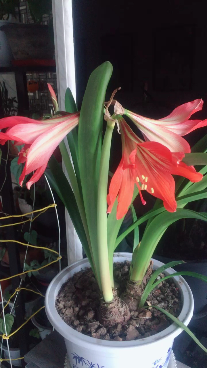 单瓣朱顶红,美吗?