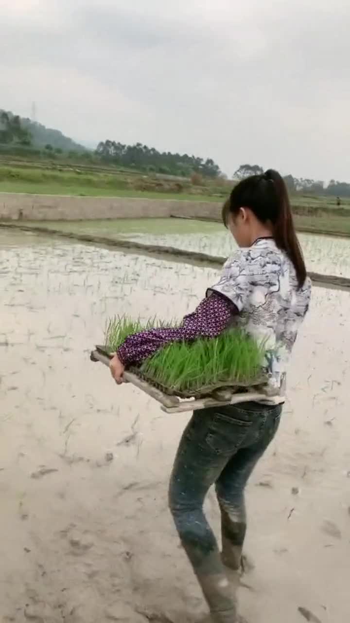 美女表演插秧,这插秧的手法,真是第一次见!