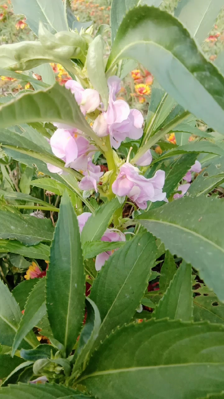 遇见好风景#清新淡雅的伸筋草花!