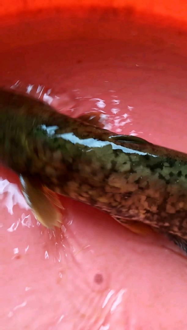 买了个大笼试试终于装到条大点的念鱼了