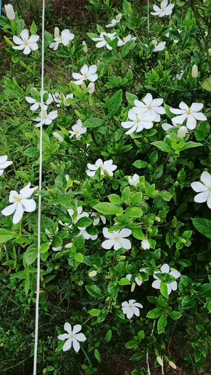 好漂亮的一棵野栀子花