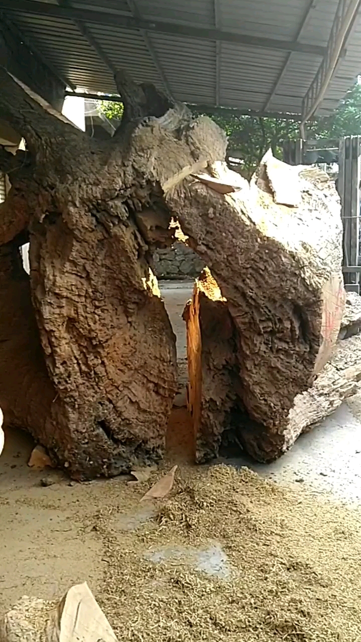 千年大树根就这样被分割了.